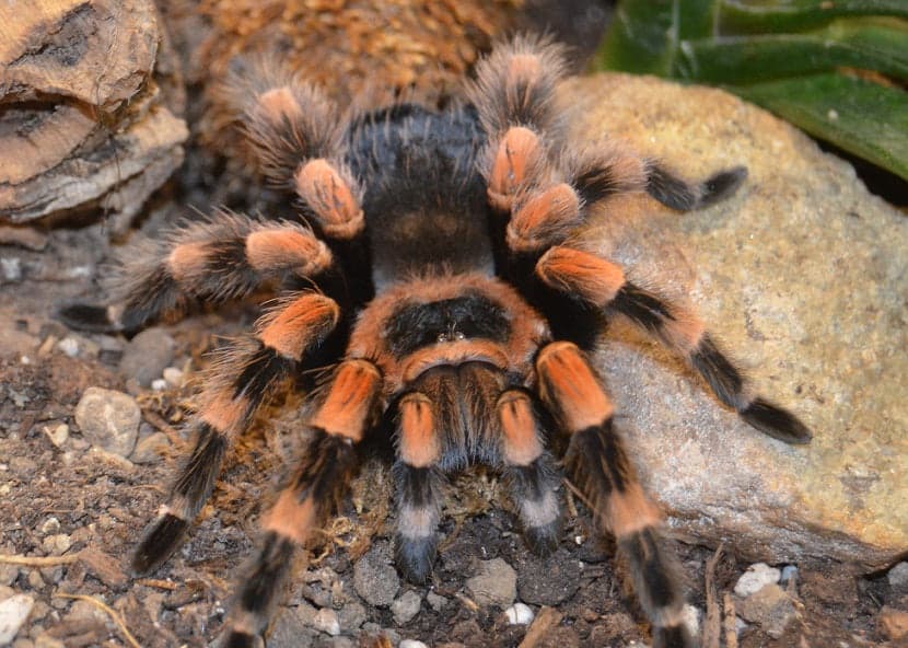 Brachypelma hamorii